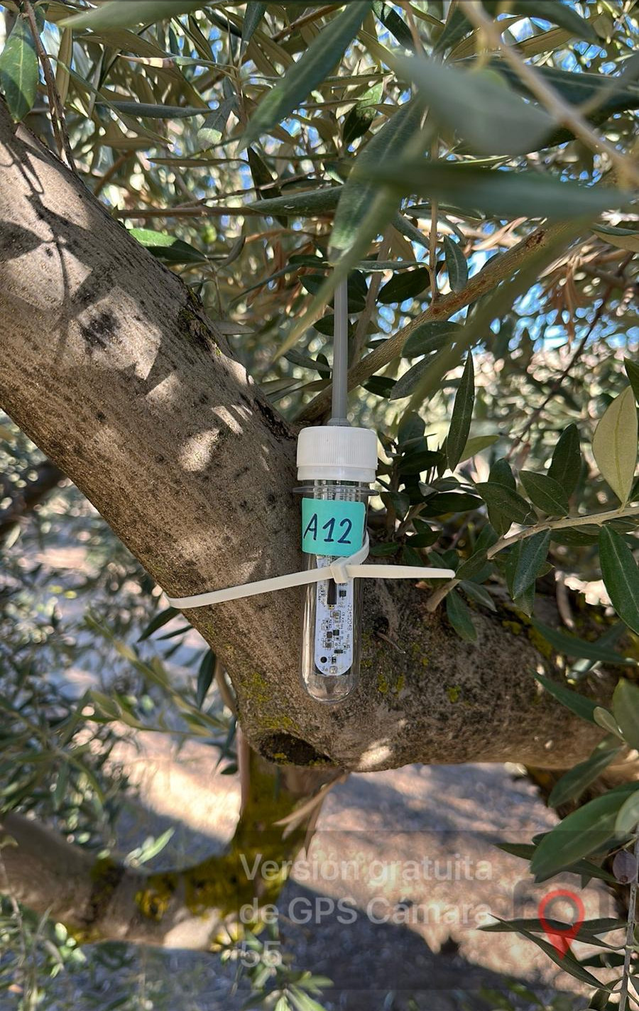 Sensor clipped to branch in field